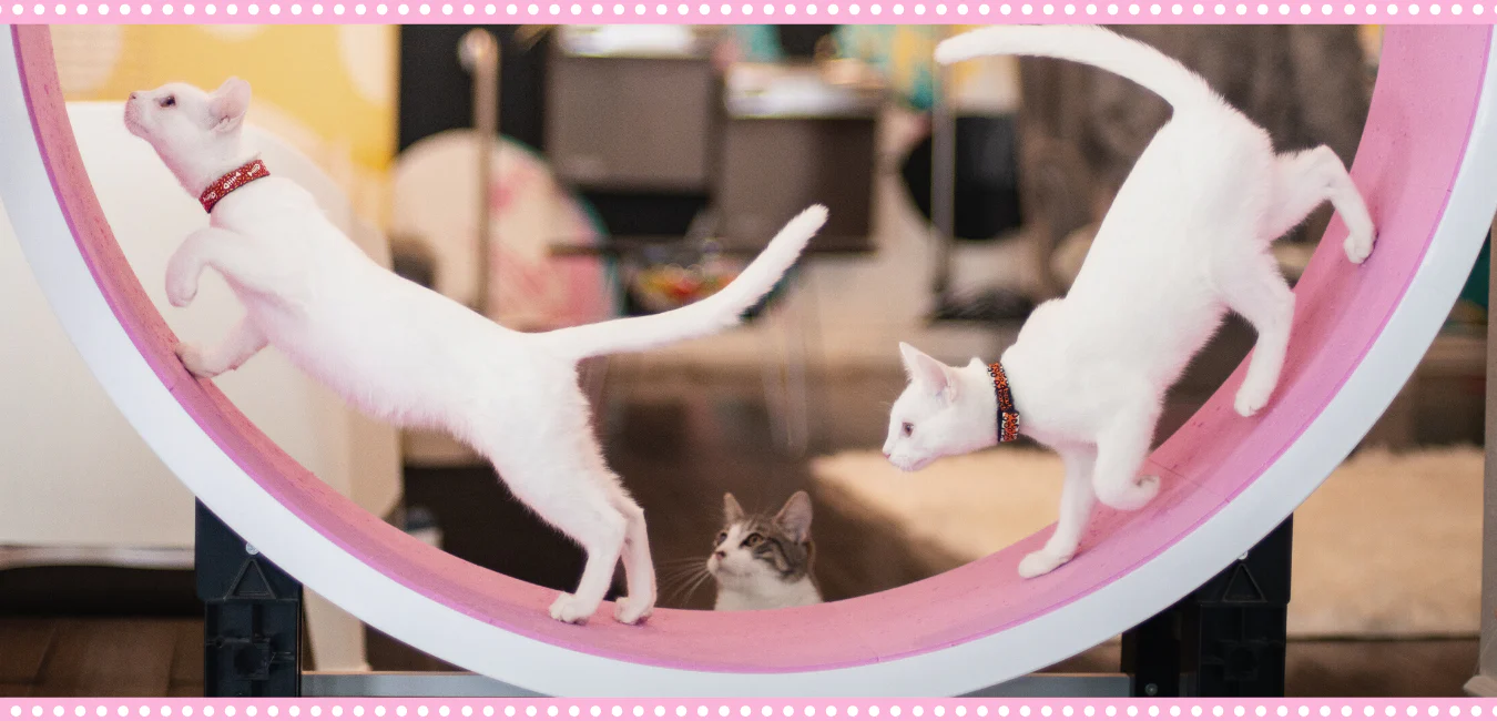 Get Giddy With A Kitty